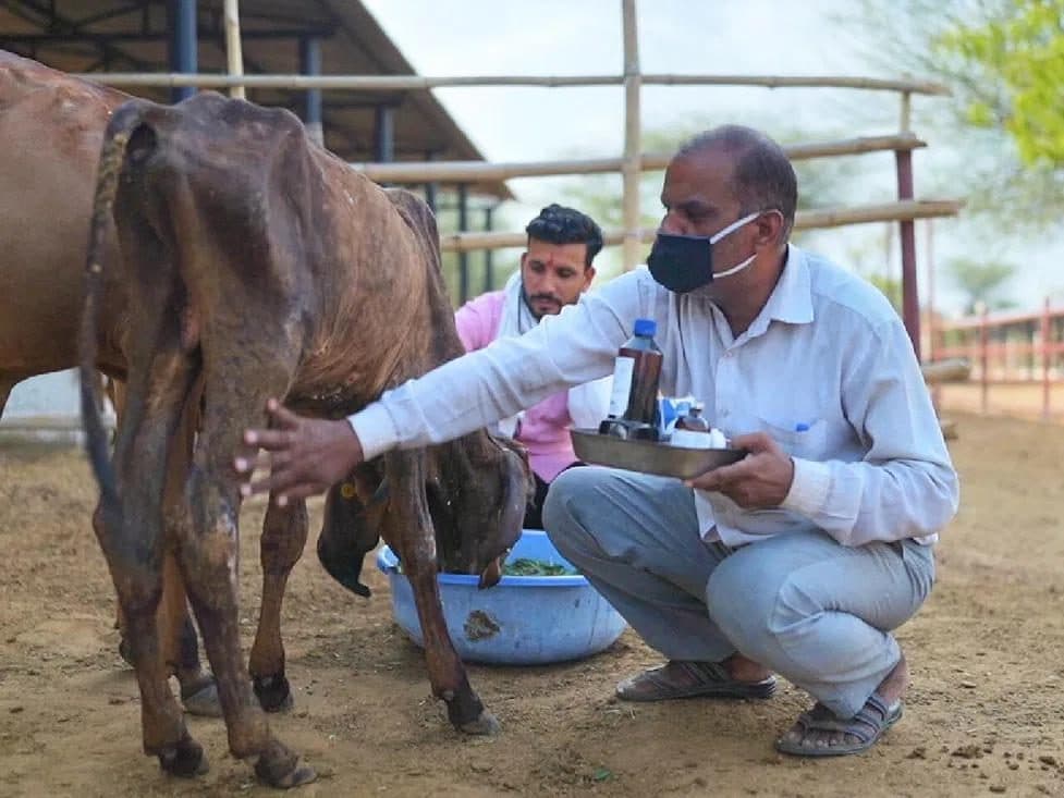 Gaushala cattle