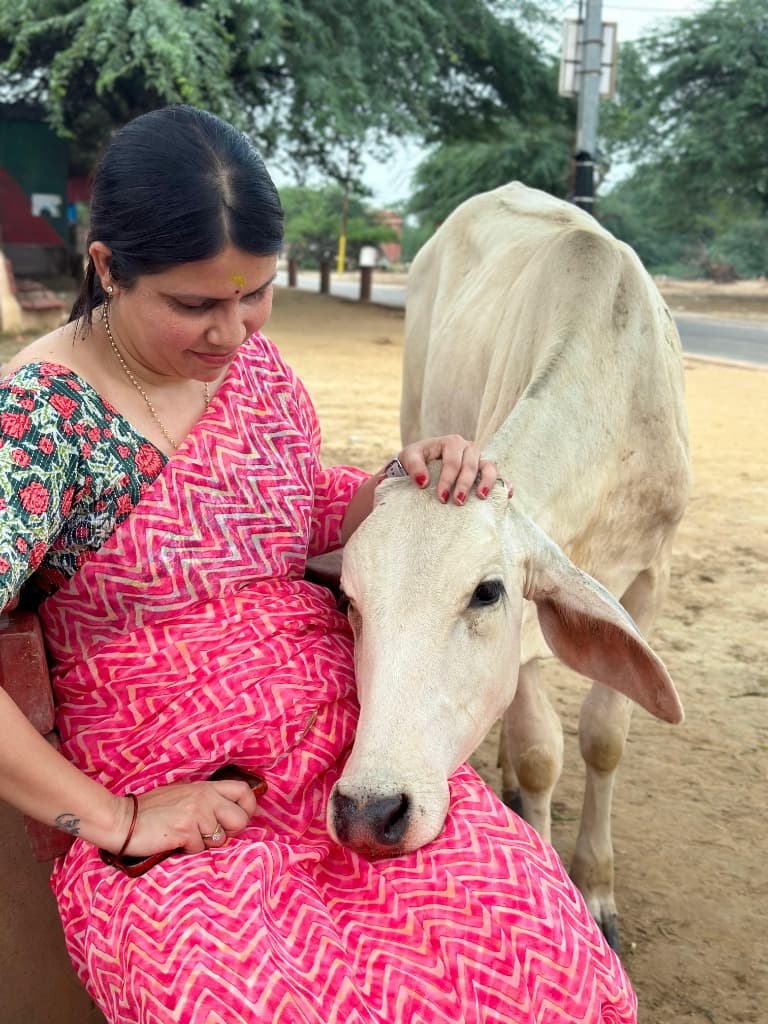 Caring for cows at Shree Aashraya Gaushala