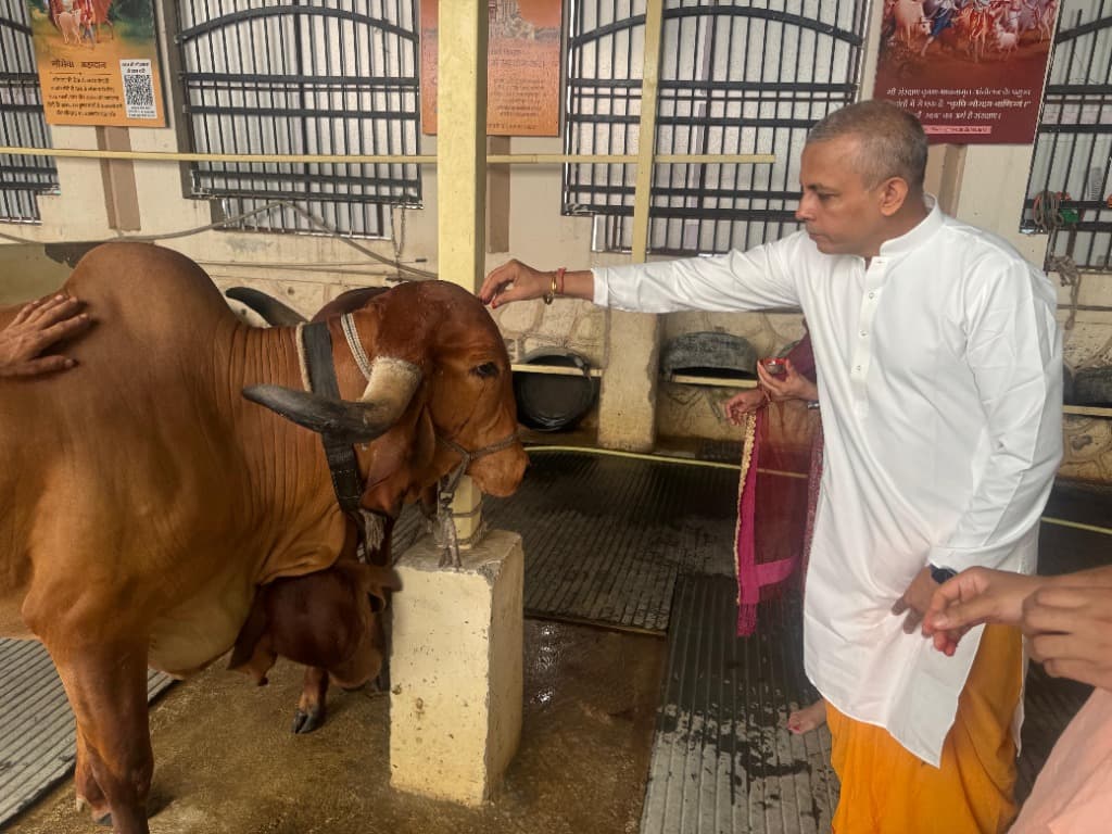 Gau Seva at Shree Aashraya Gaushala