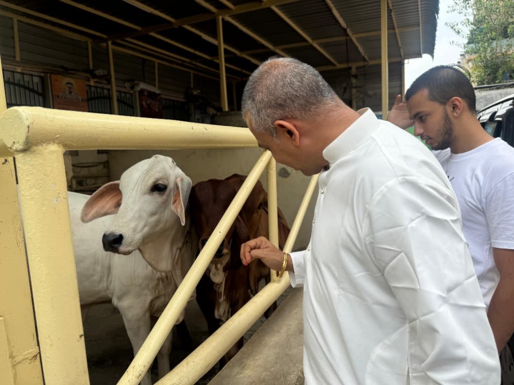 Feeding and caring for cattle at Gaushala